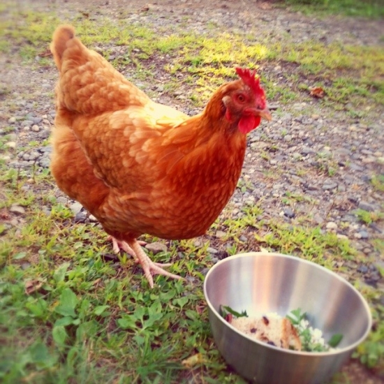 Sophie,  the red her, comes when you call her name.