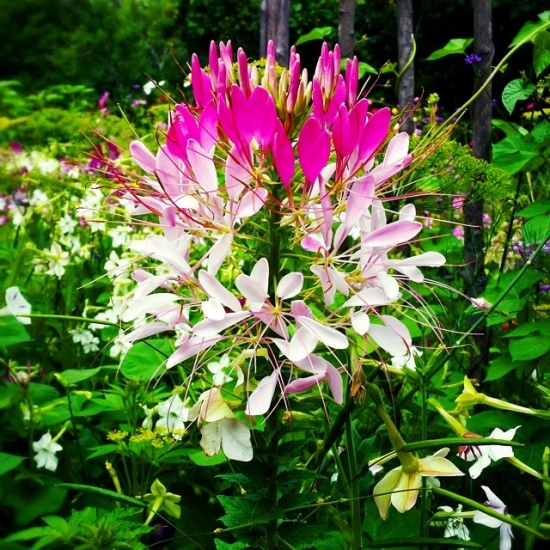 Cleome growing at the groom's family garden. Photographed a lovely wedding yesterday at a private property deep in rural Vermont.
