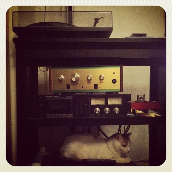 Stereo cat