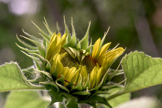 sunflowers-022_1