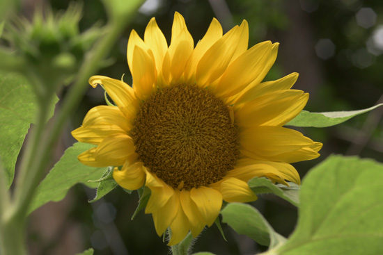 sunflowers-025