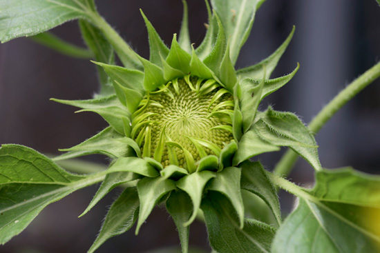 sunflowers-035