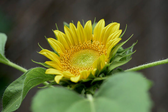 sunflowers-057